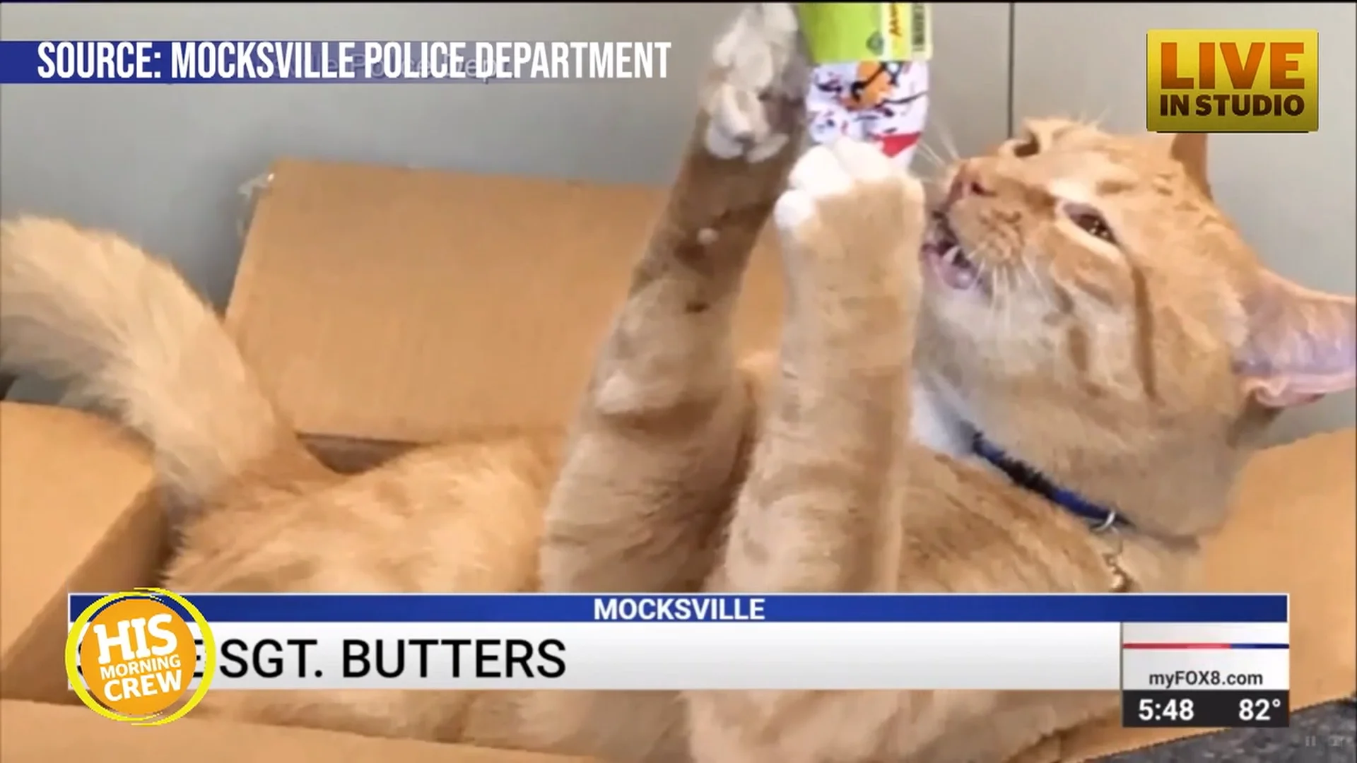 Sarge Butters: The Police Cat Who Turned A Small Town Upside Down