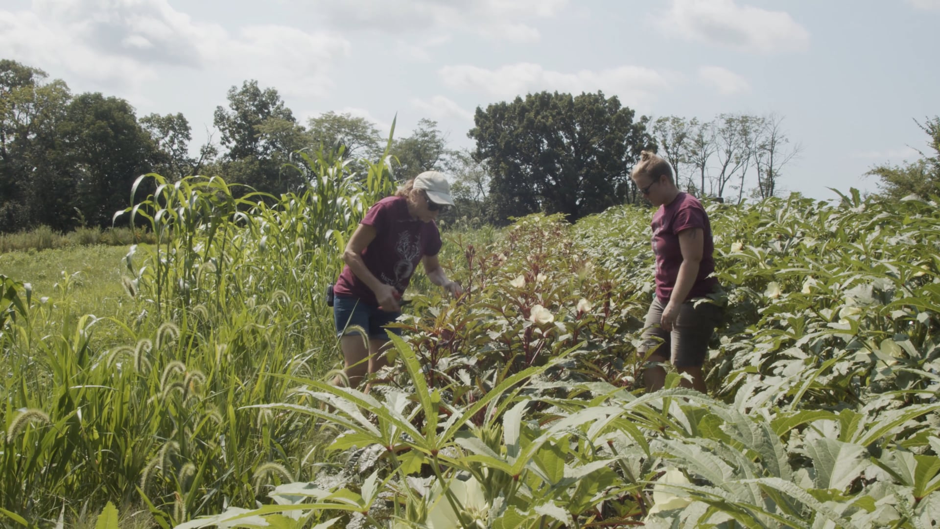 Missouri Coalition For The Environment/Known and Grown/Hartbeet Farm - Taste Of St. Louis