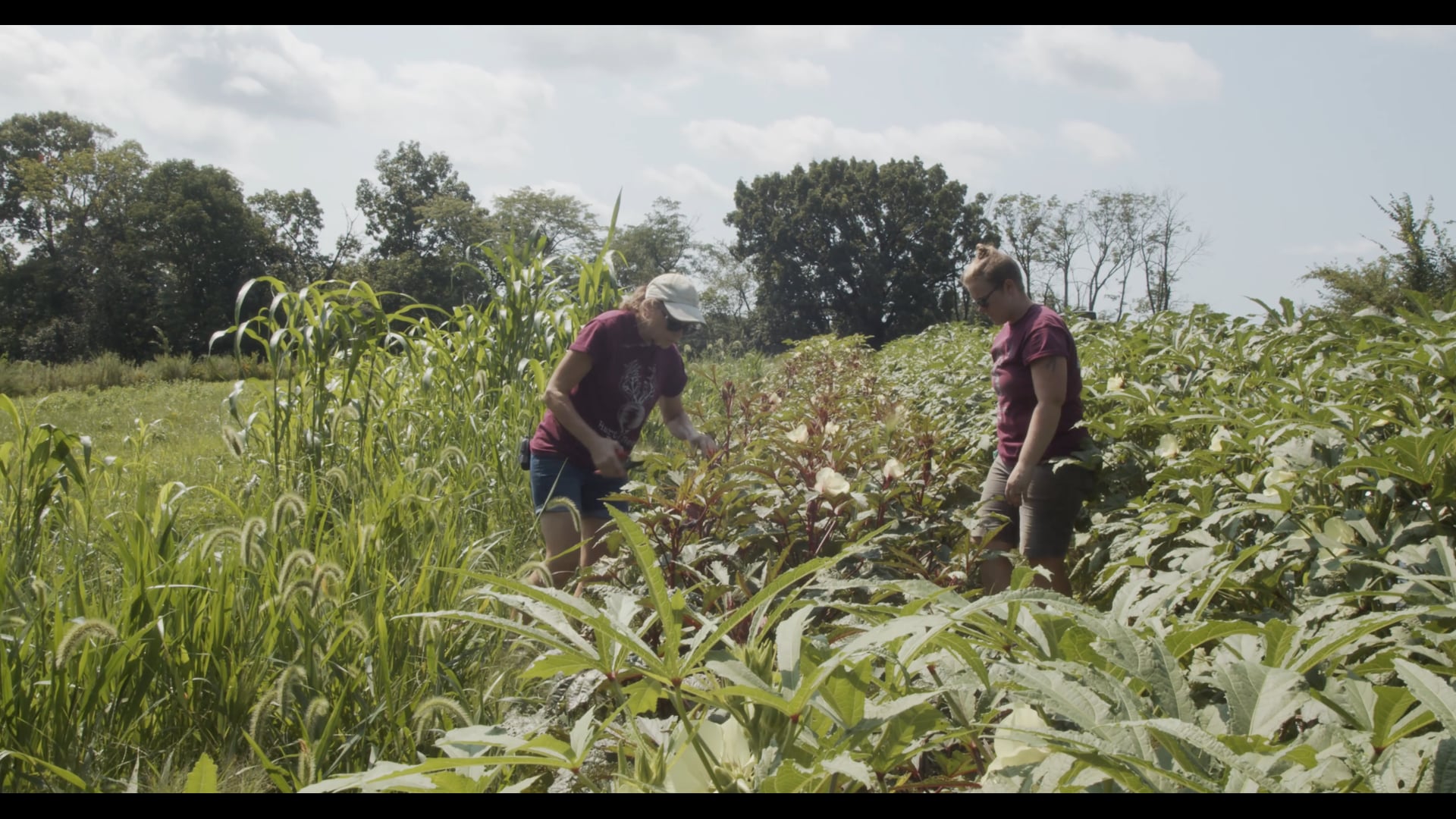 Missouri Coalition For The Environment/Known and Grown/Hartbeet Farm - Taste Of St. Louis