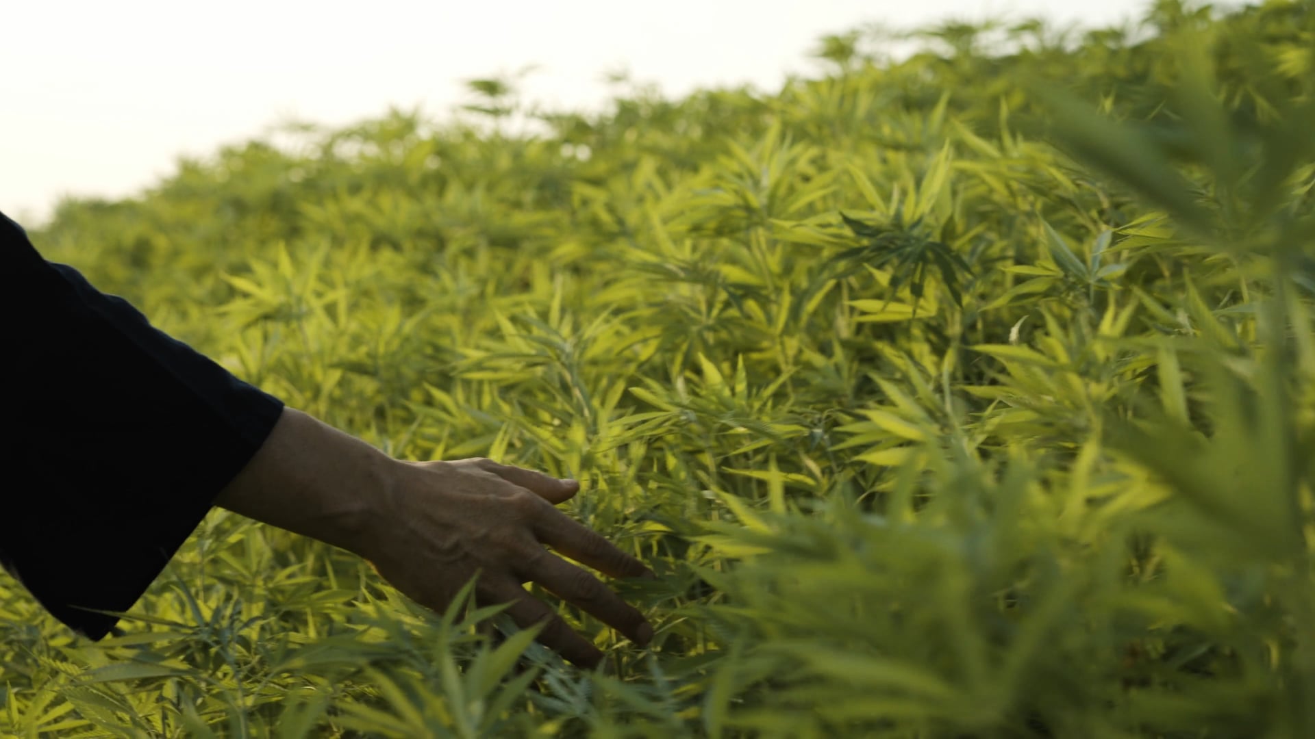 Human-Cannabis II: ASA (2020), 4K Trailer