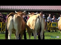 Campeonato de vacas secas joven y adulta