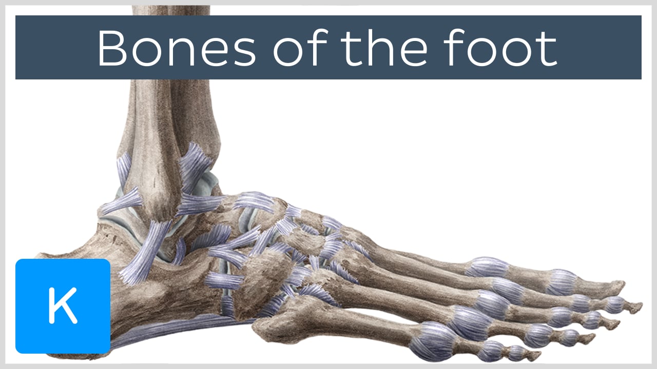 foot ligaments anatomy