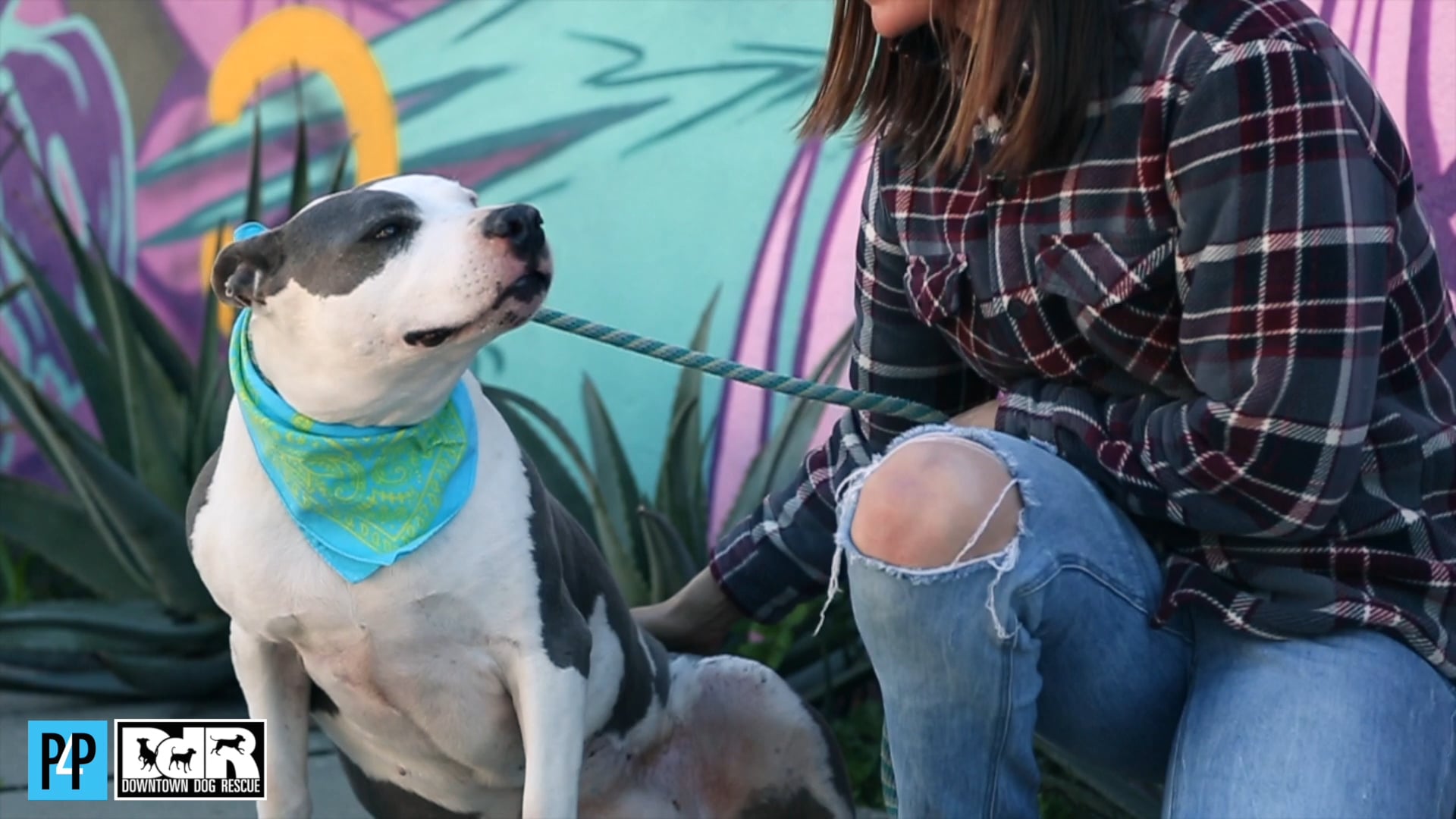 Downtown Dog Rescue - Sweety