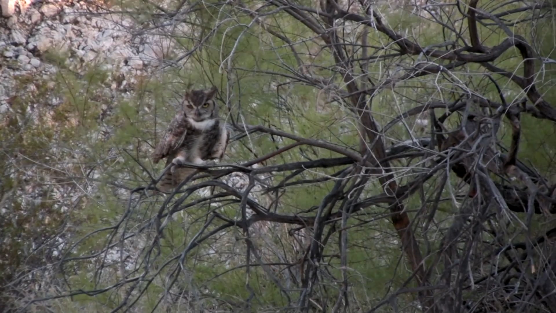 Southwest Stories: The Road to Havasu