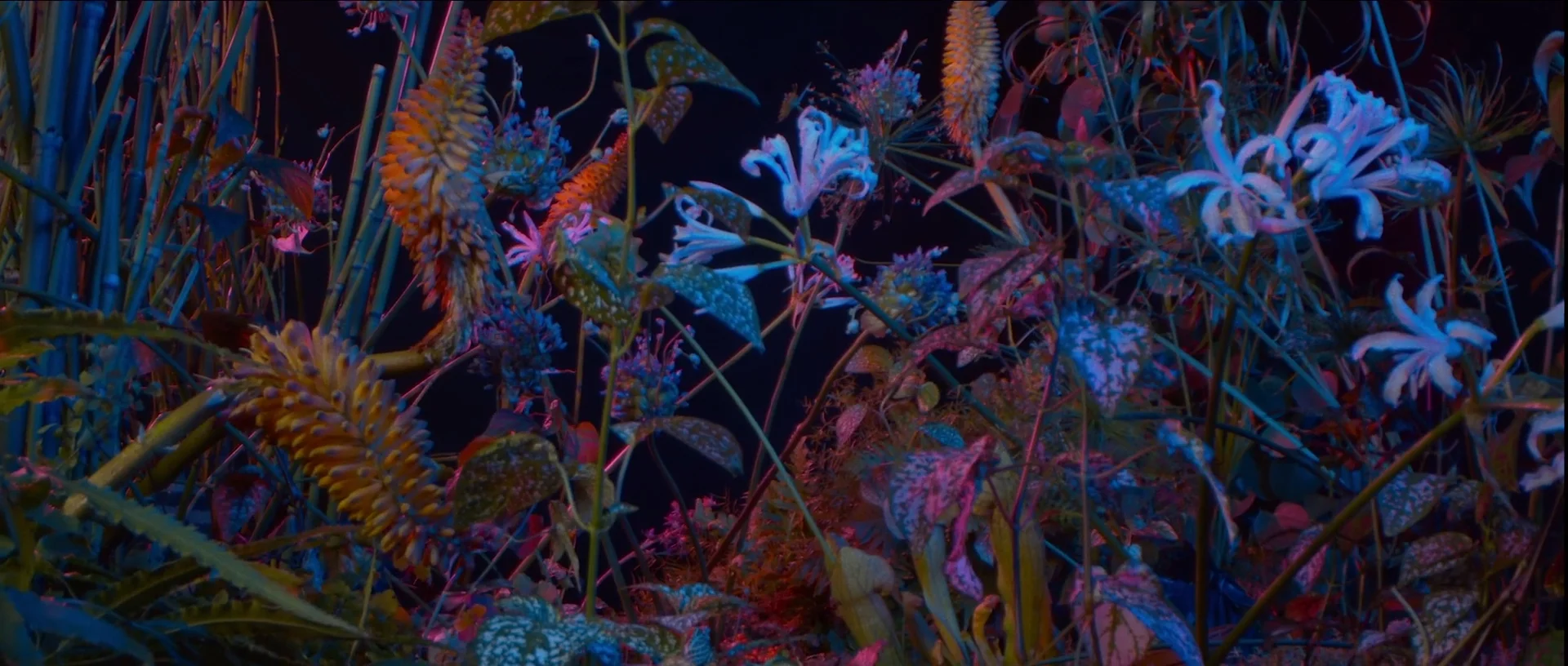 Last Bloom - Floating Points on Vimeo