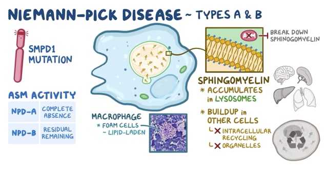 Rare Disease Video - Niemann-Pick Disease Types A & B - National  Organization for Rare Disorders