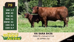 Lot #79 - HA SARA B436