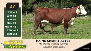 Lot #27 - HA MS CHERRY A3176
