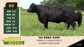 Lot #89 - HA REBA A309
