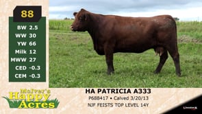 Lot #88 - HA PATRICIA A333