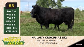 Lot #83 - HA LADY CROCUS A3152