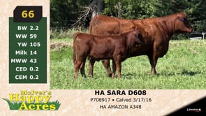 Lot #66 - HA SARA D608