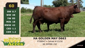 Lot #60 - HA GOLDEN MAY D663