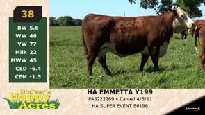 Lot #38 - HA EMMETTA Y199