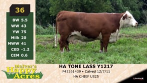 Lot #36 - HA TONE LASS Y1217