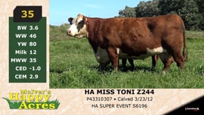 Lot #35 - HA MISS TONI Z244