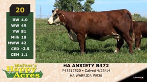 Lot #20 - HA ANXIETY B472