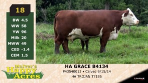 Lot #18 - HA GRACE B4134