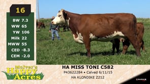 Lot #16 - HA MISS TONI C582