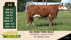 Lot #14 - HA MISS TONI D612
