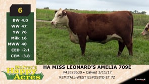 Lot #6 - HA MISS LEANARD'S AMELIA 709E
