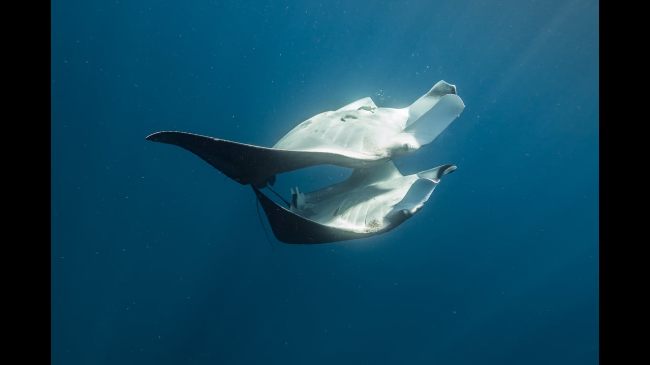 Manta mating dance