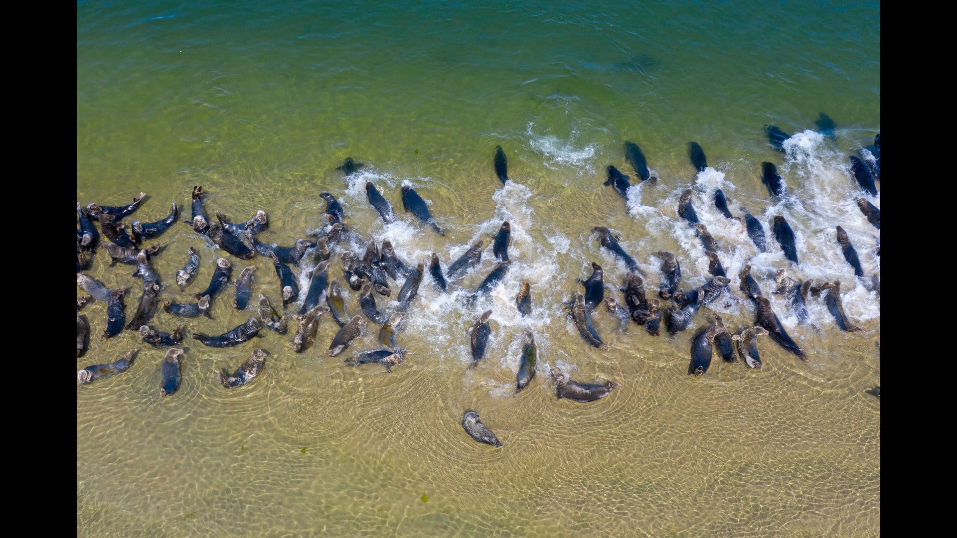 Seal footage, Sunday, September 1, 2019