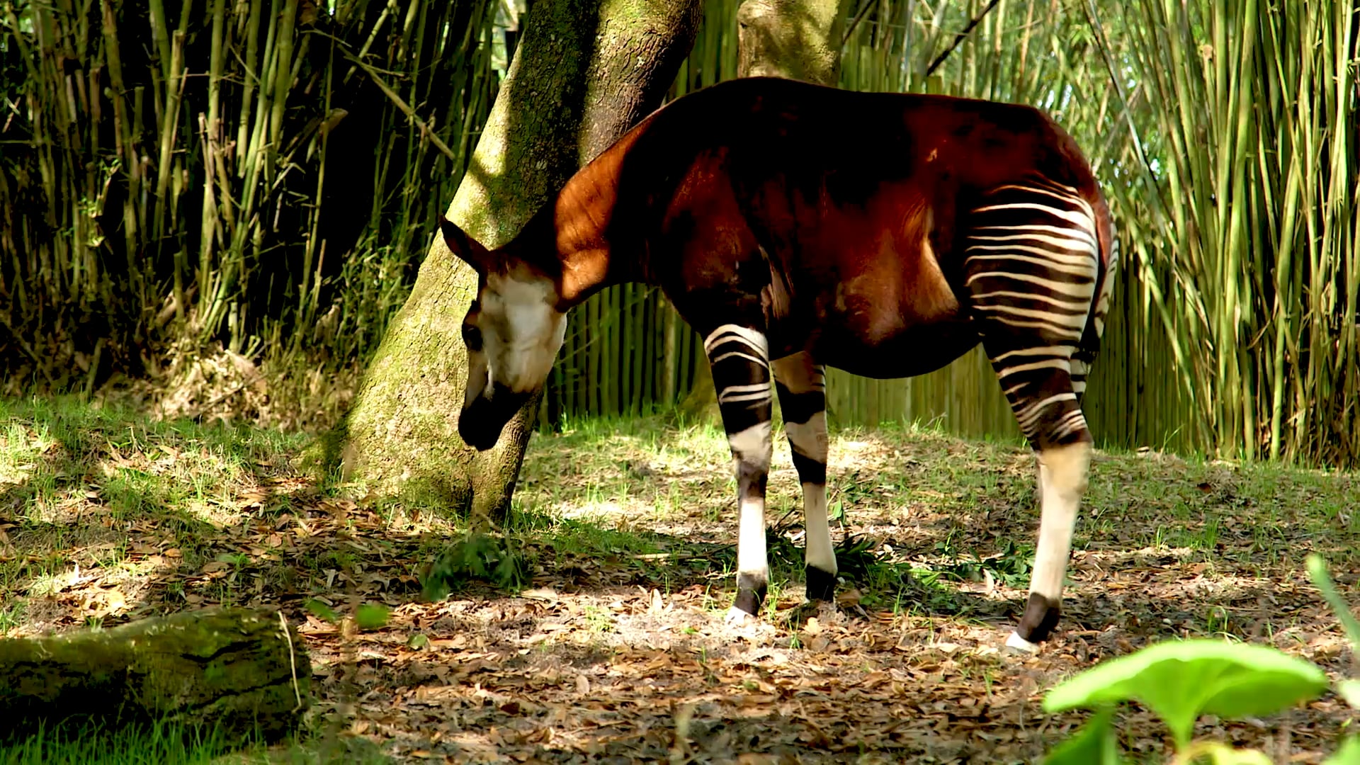 Animal Kingdom Story 1 - Joe Rohde - Entrance and Oasis - v2-