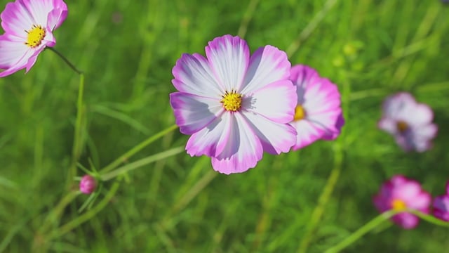 détail des fleurs du pin nain avec du pollen et des aiguilles de pin  7991306 Photo de stock chez Vecteezy