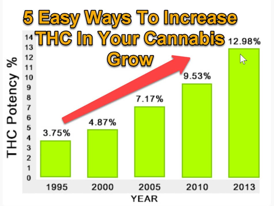 how-to-increase-the-thc-levels-in-your-cannabis-plants-on-vimeo
