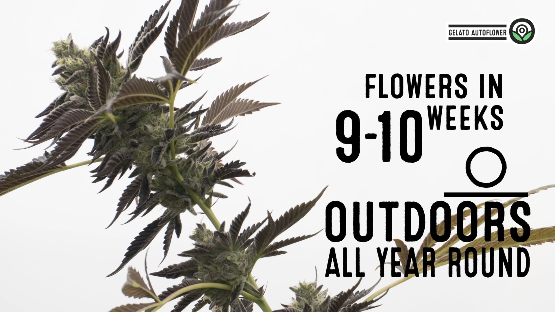 Gelato Autoflower Cannabis Seeds