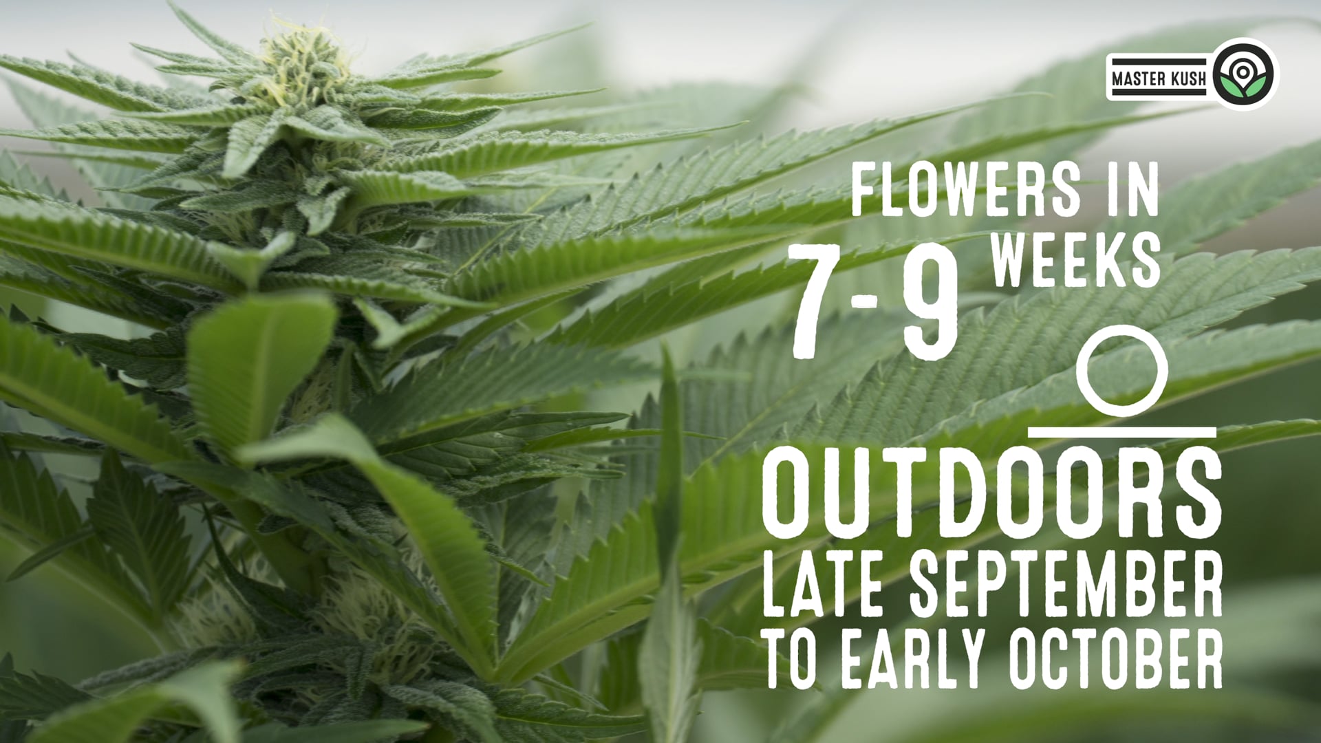 Master Kush Feminized Cannabis Seeds