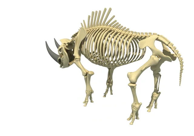 Black Rhino Skeleton