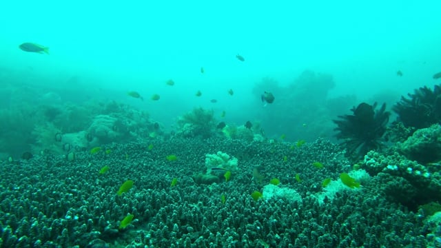 1,951 Coral Reef Vertical Stock Video Footage - 4K and HD Video Clips