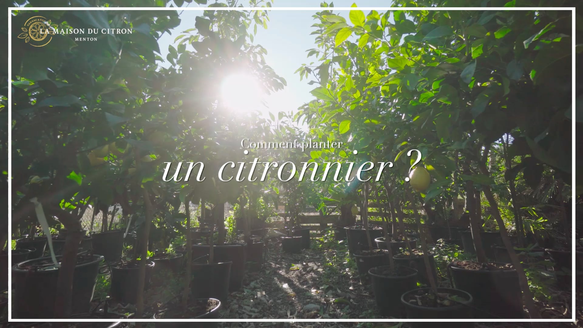 TUTORIEL - Comment planter un citronnier ?