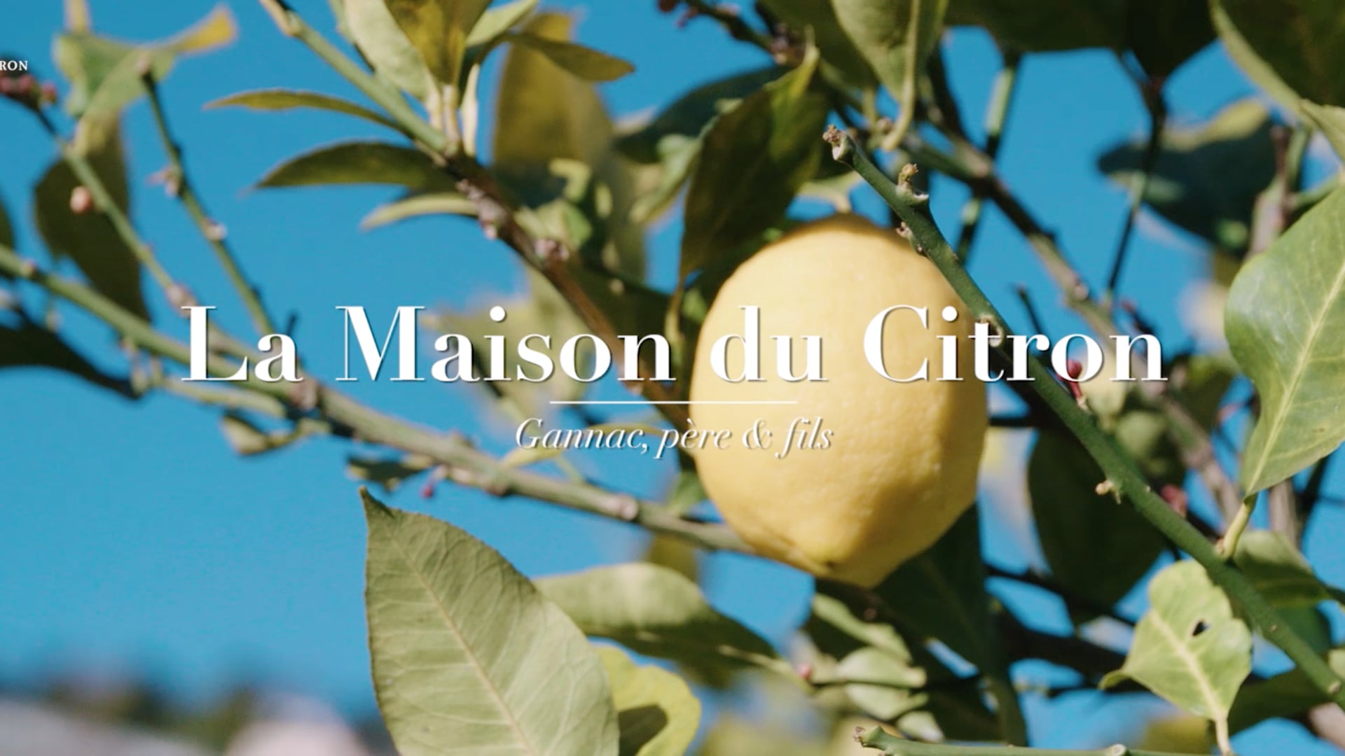 La Maison du citron - Gannac, père et fils