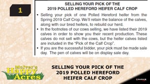 Lot #1 - PICK OF THE POLLED HEREFORD CALF CROP