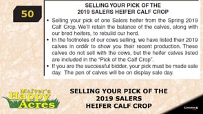 Lot #50 - PICK OF THE SALERS CALF CROP