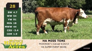 Lot #28 - HA MISS TONI