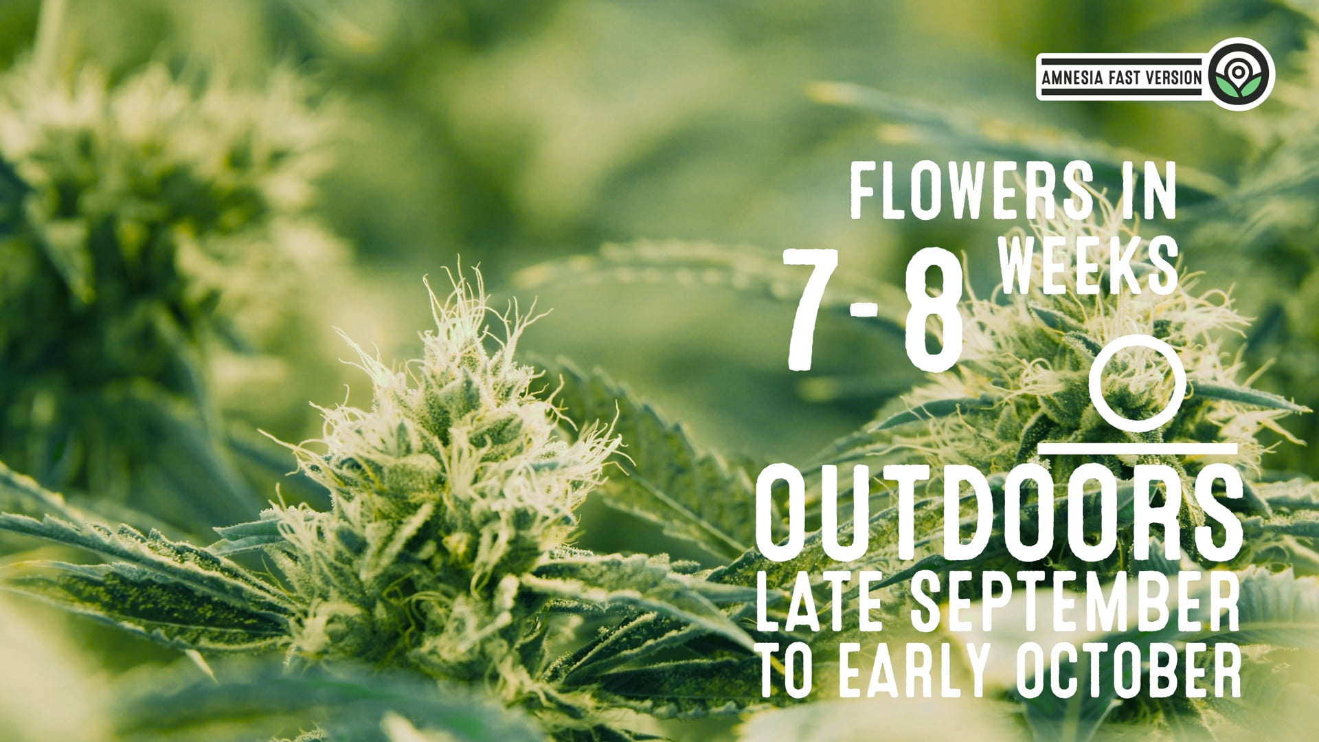 Amnesia Fast Version Cannabis Seeds