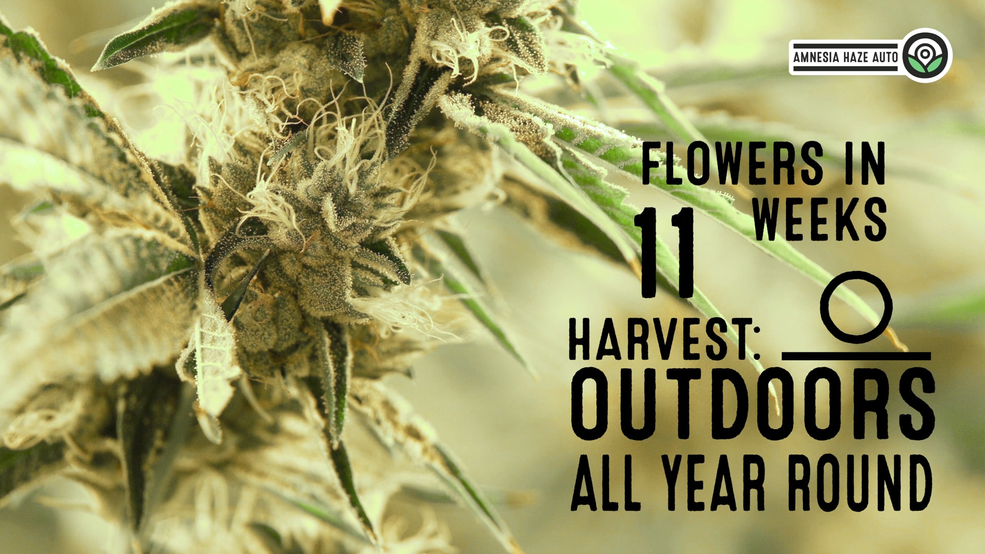 Amnesia Haze Autoflower Cannabis Seeds