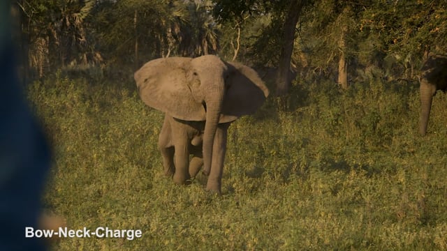 Bow-Neck-Charge. Context: Attacking & Mobbing (1)