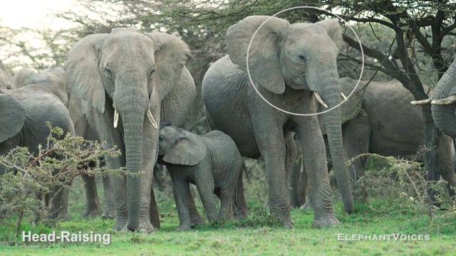 Head-Raising. Context: Affiliative (4)