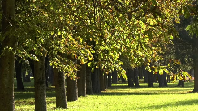 Nature Autumn Summer - Free video on Pixabay