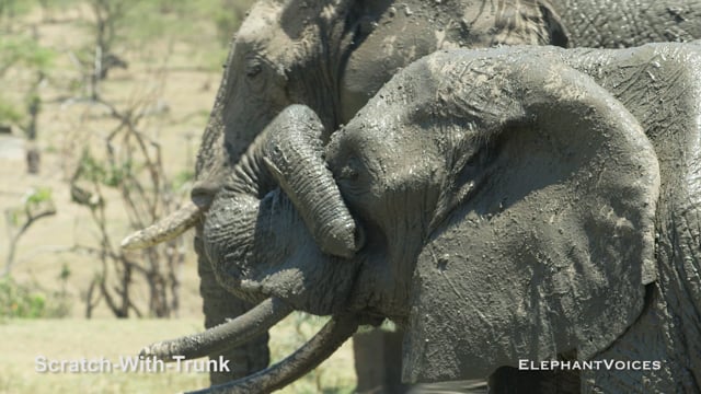 Scratch-with-Trunk. Context: Foraging & Comfort Technique (3)