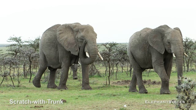 Scratch-with-Trunk. Context: Foraging & Comfort Technique (7)