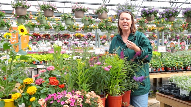 Plants for Pollinators
