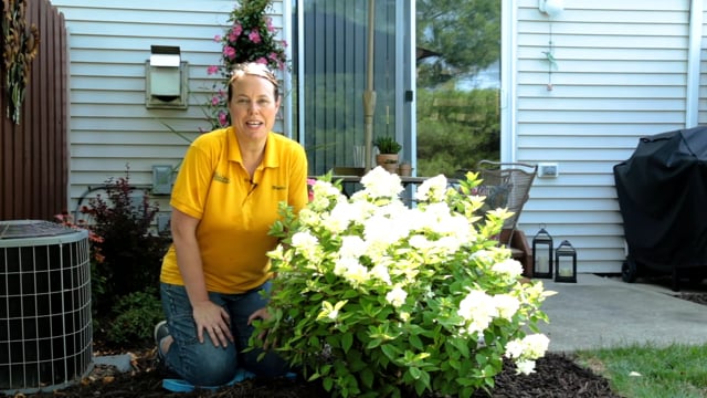 How to Plant a Panicle Hydrangea