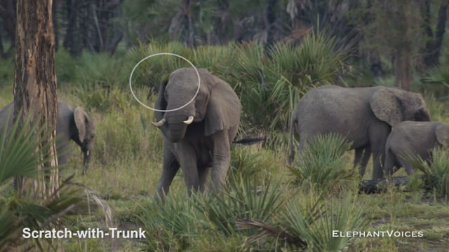 Scratch-with-Object. Context: Foraging & Comfort Technique (3)