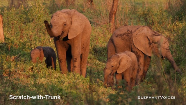 Scratch-with-Trunk. Context: Foraging & Comfort Technique (2)